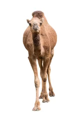 Fototapete Kamel Arabisches Kamel isoliert auf weißem Hintergrund