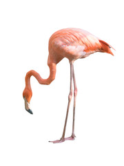 Obraz premium ptak flamingo na białym tle