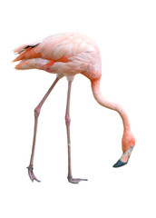 Obraz premium ptak flamingo na białym tle