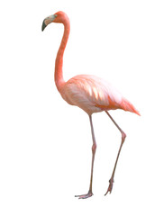 flamingo bird isolated