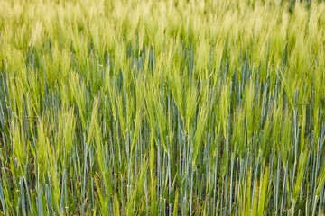 Wheat field closeup