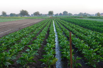 Fototapeta na wymiar watering of agricultural crops, countryside, natural watering