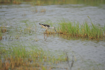 The sea bird