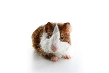 Dutch guinea pig on studio white background. Isolated white pet photo. Sheltie peruvian pigs with symmetric pattern. Domestic guinea pig Cavia porcellus or cavy, is a species of rodent belonging to