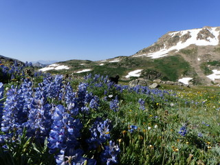 Penstomon from Bear Tooth Pass
