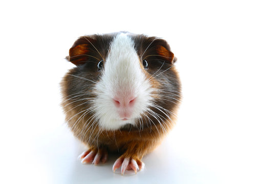  Isolated white pet photo. Sheltie peruvian pigs with symmetric pattern. Domestic guinea pig Cavia porcellus or cavy, is a species of rodent belonging to the family Caviidae and the genus 