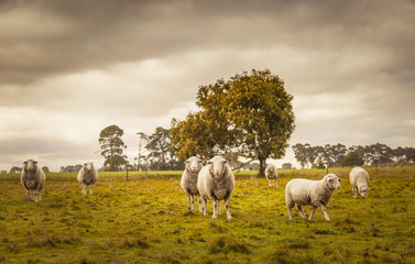 Australian countryside rural autumn landscape. Group of sheep grazing in paddock at farm