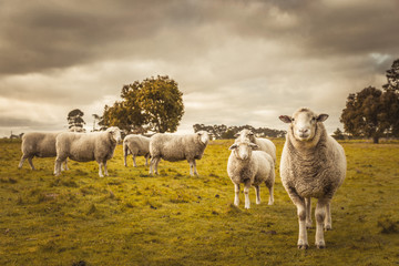 Paysage d& 39 automne rural de la campagne australienne. Groupe de moutons paissant dans un enclos à la ferme
