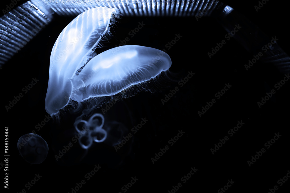 Wall mural Blue jellyfish swim under water