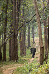 A Male Asiatic Elephant Tusker from Nagarhole National Park Karnataka India