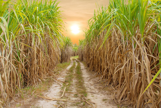 Sugar cane field with sunrise or sunset background