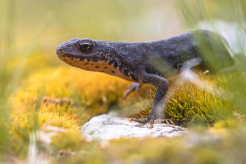 Alpine newt on yellow moss