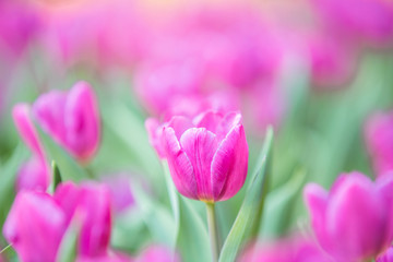 Tulips in background for Easter concept