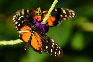 Two butterflies on a purple flower