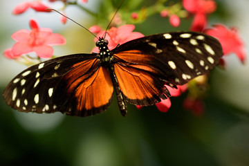 Orange butterfly spreading its wings while alighting on a flower.