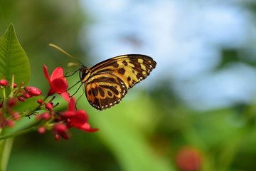 Butterfly on flower