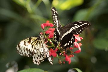 Fototapeta na wymiar Two butterflies on flower