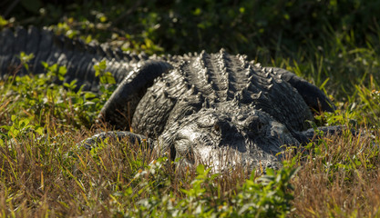 giant alligator is looking at you in the sunset