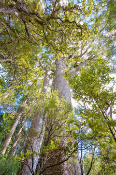 Kauri Wald
