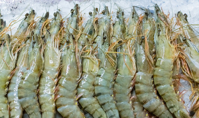 fresh shrimps 1