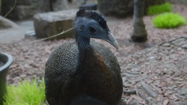 Portrait of malaysian crested fireback pheasant