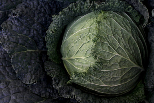 Farmer's Market Cabbage