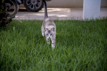 Gato andando sobre a grama verde
