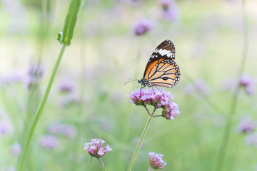 Beautiful Orange Butterfly on the purple flower