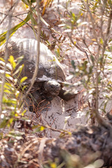 Fototapeta premium Gopher tortoise Gopherus polyphemus