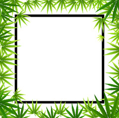 Frame formed with hemp (marijuana) leaves isolated on white.