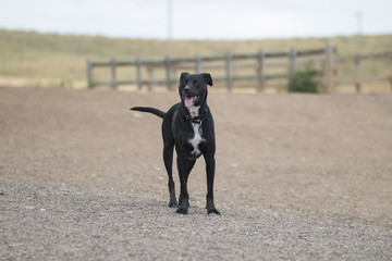 Hanging out at the dog park