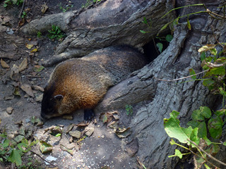 Gopher coming out from the burrow