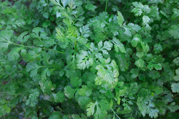 green coriander in garden