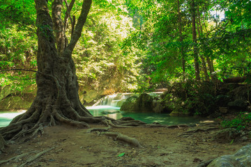 Green forest trees ,in nature with sunlight on leaf