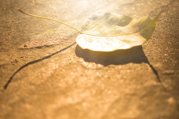 Pho leaf on the ground and golden light shining in the sun.
