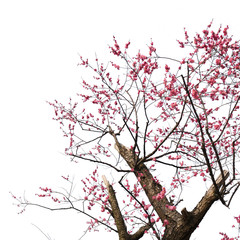 Plum Blossom in early spring. Located in Plum Blossom Hill, Nanjing, Jiangsu, China.