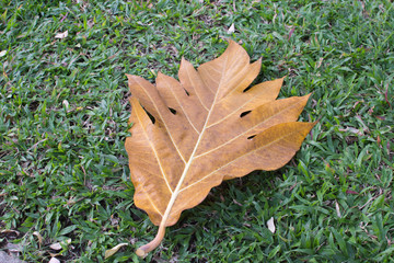 Fallen leaves