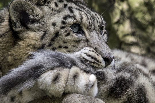 Grr