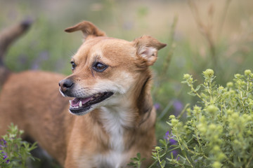 Cute dog portrait - 2