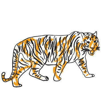 vector, isolated sketch tiger orange