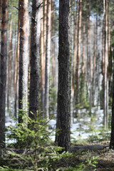 Naklejka premium Pine forest in the beginning of spring under the snow. Forest un