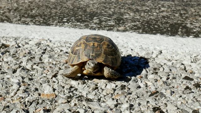 Tortoise on the side of a road.