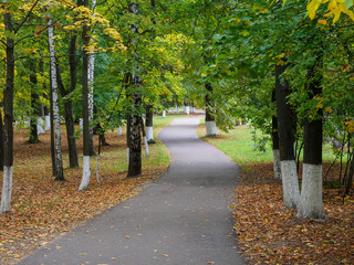 Trees with yellowing foliage along the path in the autumn park.