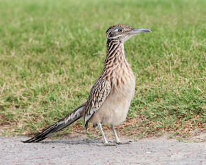 Roadrunner in the California desert.