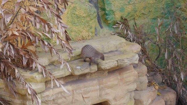 Striped mongoose walks on stones before hunting