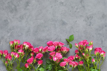 Pink roses on grey