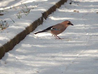 View at the one winter jay bird coming down to the snow. Europe. Russia. Specially protected Ecological resort region Caucasian mineral waters. Pyatigorsk, January, 14th, 2018