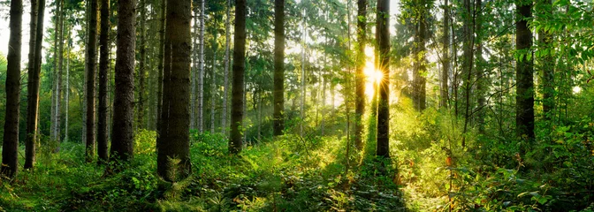 Fotobehang Panorama of a forest at sunrise © Günter Albers