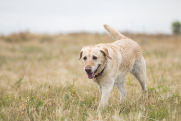 Yellow lab walking in a field