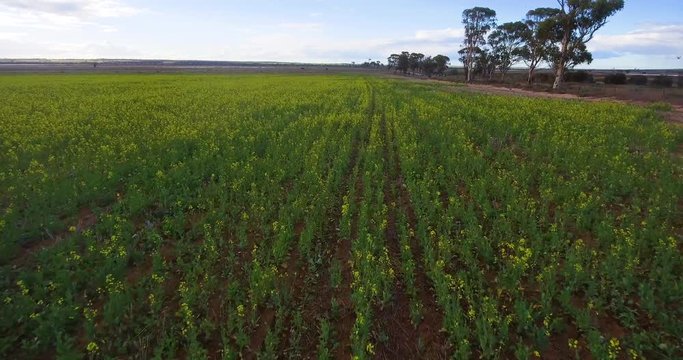 Drone Canola field
